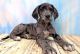 Great Dane Puppies for sale in Oklahoma City, Oklahoma. price: $500