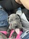 Great Dane Puppies for sale in Deepstep, GA 31082, USA. price: $500