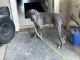 Great Dane Puppies for sale in Willis, Texas. price: $800