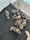 Great Dane Puppies for sale in Austin, Texas. price: $200