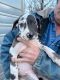 Great Dane Puppies for sale in Locust Grove, Oklahoma. price: $600