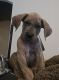 Great Dane Puppies for sale in Ocala, Florida. price: $1,500