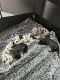 Great Dane Puppies for sale in Miami, Florida. price: $6,000
