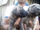 Great Dane Puppies for sale in Nagpur, Maharashtra 440001, India. price: 10000 INR