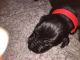 Great Dane Puppies for sale in Washington, DC, USA. price: $950