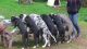 Great Dane Puppies for sale in Poliçan, Albania. price: 250 ALL