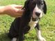 Great Dane Puppies for sale in Delvinë District, Albania. price: 250 ALL