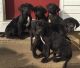 Great Dane Puppies for sale in Mineral Wells, TX, USA. price: NA