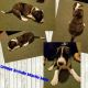 Great Dane Puppies for sale in Holton, MI 49425, USA. price: NA