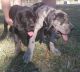 Great Dane Puppies for sale in Gainesville, FL, USA. price: NA