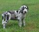 Great Dane Puppies for sale in CA-111, Niland, CA 92257, USA. price: NA