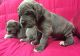 Great Dane Puppies for sale in Washington, DC, USA. price: NA