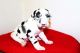 Great Dane Puppies for sale in Florida Ave NW, Washington, DC, USA. price: NA