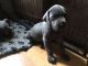 Great Dane Puppies for sale in Manchester, NH, USA. price: NA