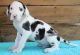 AKC Harlequin Great Dane puppies For Sale