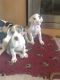 Great Dane Puppies for sale in Alamosa, CO 81101, USA. price: $500