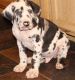 Great Dane Puppies for sale in Honolulu, HI, USA. price: $650
