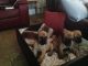 Great Dane Puppies for sale in New York Ave NW, Washington, DC, USA. price: $450