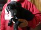 Great Dane Puppies for sale in Alcester, SD 57001, USA. price: NA