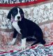 Great Dane Puppies for sale in Willis, TX 77378, USA. price: $800