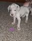 Great Dane Puppies for sale in La Fontaine, IN 46940, USA. price: NA