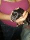 Great Dane Puppies for sale in Joliet, IL, USA. price: NA