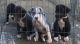 Great Dane Puppies for sale in Ewa Beach, HI, USA. price: $3,000