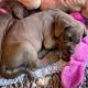 Great Dane Puppies for sale in Honolulu, HI, USA. price: $500