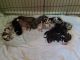 Great Dane Puppies for sale in La Fontaine, IN 46940, USA. price: NA