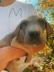 Great Dane Puppies for sale in Orem, UT, USA. price: $900