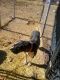 Great Dane Puppies for sale in 4595 Tomahawk Dr, Cedar City, UT 84721, USA. price: NA