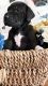 Great Dane Puppies for sale in Junction City, OR 97448, USA. price: NA