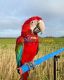 Great Green Macaw Birds for sale in Allison Park, Pennsylvania. price: $2,000