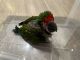 Great Green Macaw Birds for sale in Trenton, New Jersey. price: $1,100