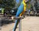 Great Green Macaw Birds for sale in Bluff City, KS 67018, USA. price: NA