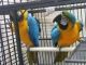 Great Green Macaw Birds for sale in Daly City, CA, USA. price: NA