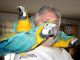 Great Green Macaw Birds for sale in Fremont, CA, USA. price: $300