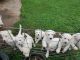 Great Pyrenees Puppies for sale in Chelsea, OK 74016, USA. price: NA