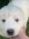 Great Pyrenees Puppies for sale in Bickmore, WV 25019, USA. price: NA