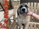 Great Pyrenees Puppies for sale in Siloam Springs, AR 72761, USA. price: NA