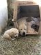 Great Pyrenees Puppies for sale in Eastern Oregon, OR, USA. price: NA
