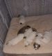 Great Pyrenees Puppies for sale in Oakland City, IN 47660, USA. price: NA
