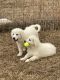 Great Pyrenees Puppies for sale in Conway, AR, USA. price: NA