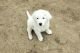 LGD Great Pyrenees litter of 4