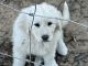 Great Pyrenees Puppies for sale in Canton, TX 75103, USA. price: NA