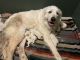 Great Pyrenees Puppies for sale in Florissant, CO 80816, USA. price: NA