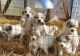 Great Pyrenees Puppies for sale in Parsons, KS, USA. price: $20,000