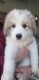 Great Pyrenees Puppies for sale in Lakeville, MI 48367, USA. price: $900