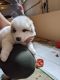 Great Pyrenees Puppies for sale in Woodland Park, CO 80863, USA. price: NA