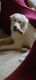 Great Pyrenees Puppies for sale in Plano, TX, USA. price: NA